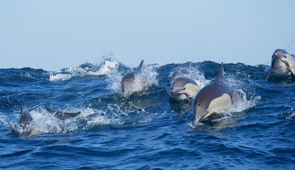 Sardine Run, Wild Coast, South Africa 2024/2025