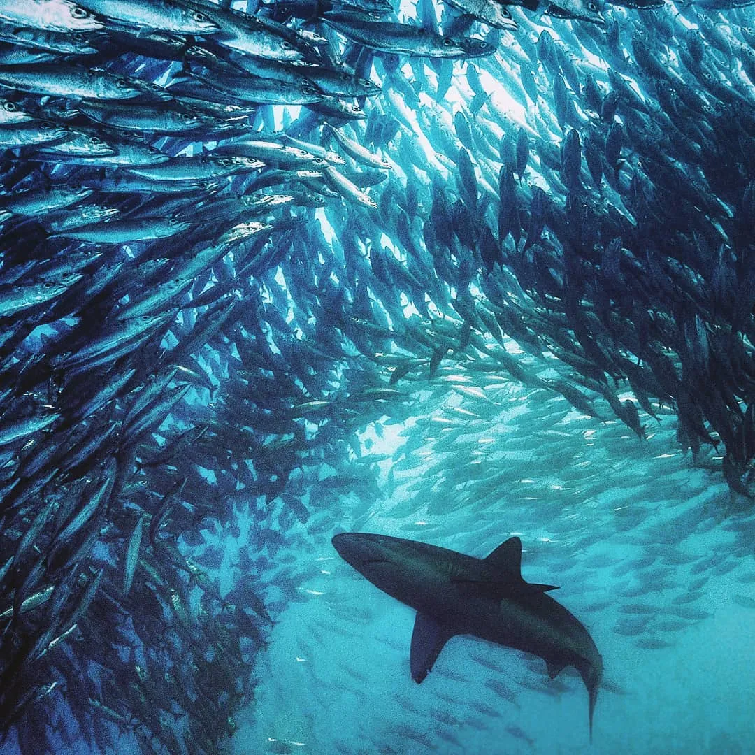 Sardine Run, Wild Coast, South Africa 2024/2025