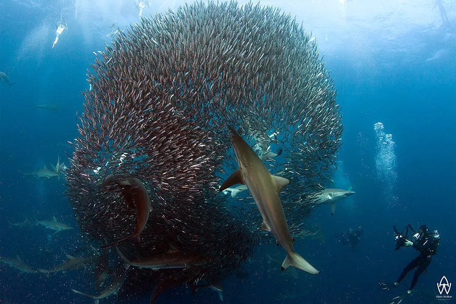 Sardine Run, Wild Coast, South Africa 2024/2025