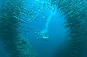 Sardine Run, Wild Coast, South Africa 2024/2025